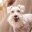 loki.dog