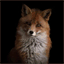 theheadbangingfox.over-blog.com