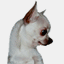 magicshowkennel.com