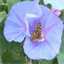 aufifan.over-blog.com