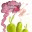 ciccaboom.com