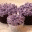 charmingconfections.wordpress.com