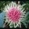 hakea.wordpress.com