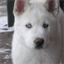 petbytes.com