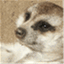 linuxmeerkat.wordpress.com