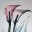 akaokami.wordpress.com