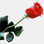 celestehall.com