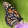 makewayformonarchs.org