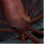 aboutgiantsquid.wordpress.com