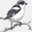 redpolls.com