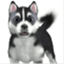 thefoopetsblog.wordpress.com