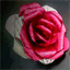 randomredrose.com