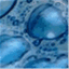 ambarvitrofusion.wordpress.com