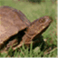 thebrownturtle.wordpress.com