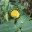 ypduckling.wordpress.com