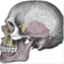 rvuanatomy.com