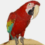 aparrotscove.com