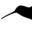 black-kiwi.at