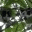 catsintrees.wordpress.com