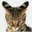 megacat.info
