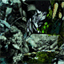 applesofidun.bandcamp.com