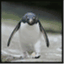 angrypenguins.wordpress.com