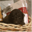 labradougal.wordpress.com