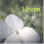 fullbloomblog.com
