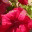 herscribbledthoughts.wordpress.com