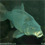 carp-a-diem.com