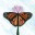 butterflybrushes.ca