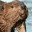 help4wildlife.wordpress.com