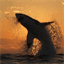 todayinsharknews.com