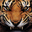 tigerinternetsolutions.co.uk