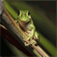 bellfrogwriting.com