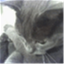 walkingthecat.me