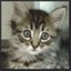 hungrykitty.org