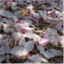 zenconfetti.com