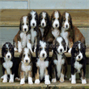 kandisweetpuppies.com