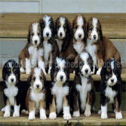 kandisweetpuppies.com