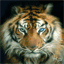 psdgraphics.fr