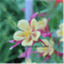 tcheva06.com