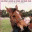 findingharmonywithhorses.wordpress.com