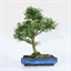 bonsaitreesupport.com