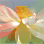 davidpalivoda.com