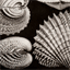 shellsandpebbles.com