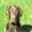 cmdogsrus.com