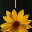 scunthorpevx.org