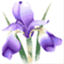 iris-shop.eu