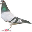 pigeonsproducts.com